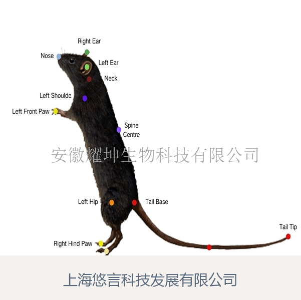 AI小动物精细行为视频分析系统