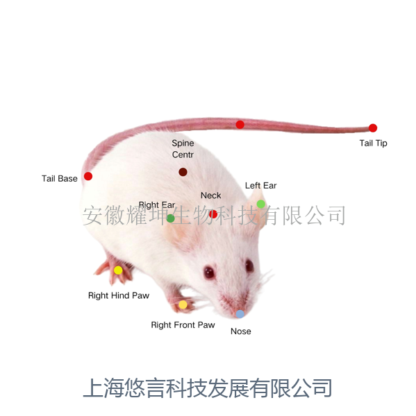 AI新物体识别精细行为分析系统