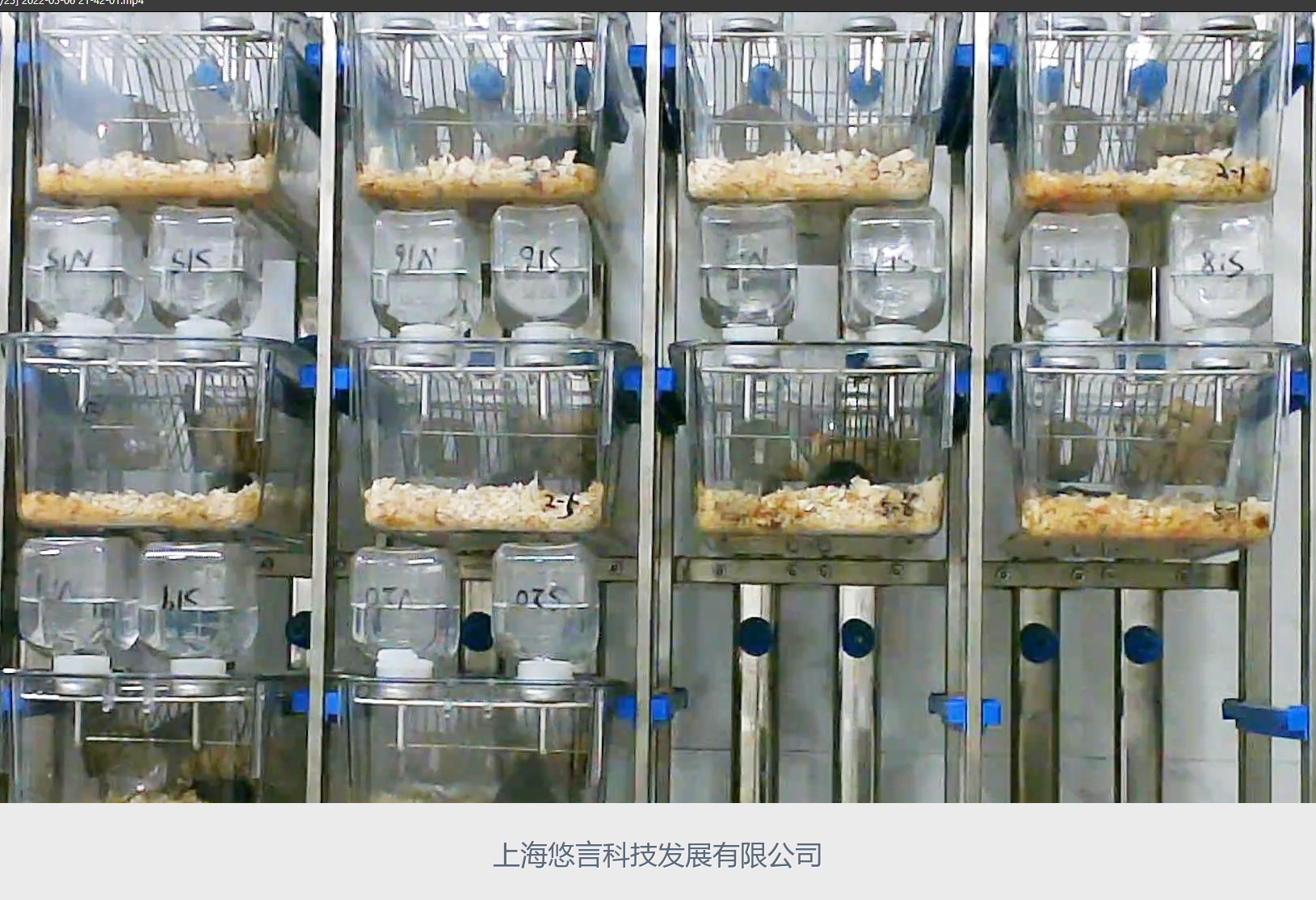 大小鼠糖水偏好实验系统