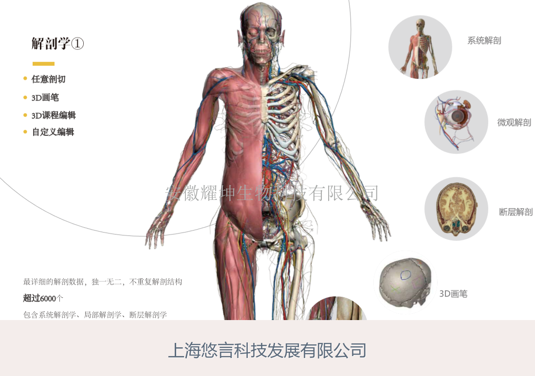 解剖学仿真虚拟实验系统