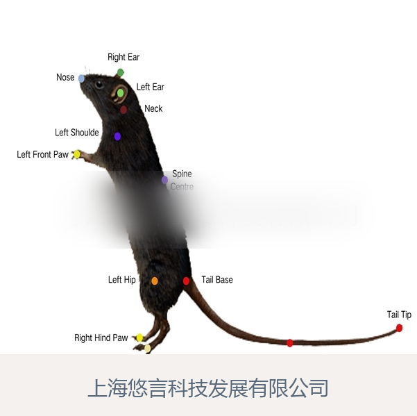 AI小动物精细行为视频分析系统